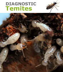 termites